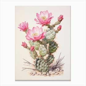 Vintage Cactus Illustration Austrocylindropuntia Subulata 2 Canvas Print