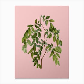 Vintage Jujube Botanical on Soft Pink n.0083 Canvas Print