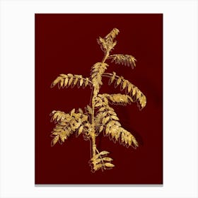 Vintage Flowering Indigo Plant Botanical in Gold on Red n.0252 Canvas Print