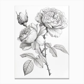 Roses Sketch 16 Canvas Print