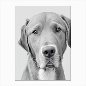 Chesapeake Bay Retriever B&W Pencil dog Canvas Print