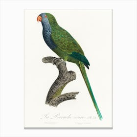 The Monk Parakeet From Natural History Of Parrots, Francois Levaillant Canvas Print