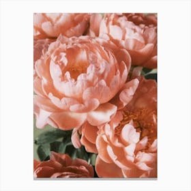 Peonies Canvas Print