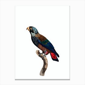 Vintage Bronze Winged Parrot Bird Illustration on Pure White Canvas Print