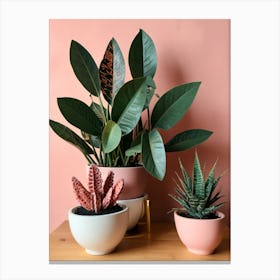 Three Potted Plants Canvas Print