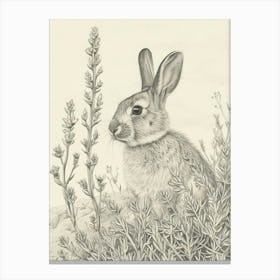 Blanc De Hotot Rabbit Drawing 2 Canvas Print
