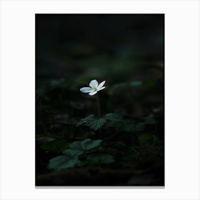 White Flower In The Dark 23 Canvas Print