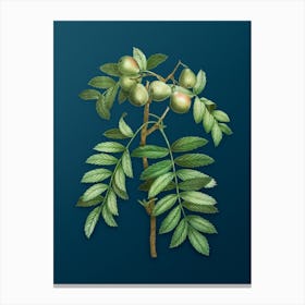 Vintage Service Tree Botanical Art on Teal Blue n.0316 Canvas Print