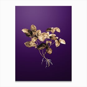 Gold Botanical American Wintergreen Plant on Royal Purple n.4626 Canvas Print