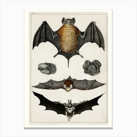 Bats batman Canvas Print