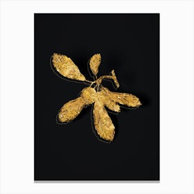 Vintage Crabapple Botanical in Gold on Black n.0070 Canvas Print