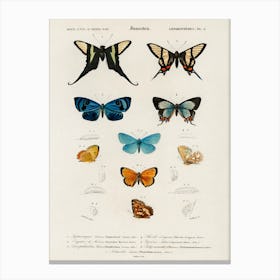 Collection Of Hand Drawings Of Butterflies, Charles Dessalines D'Orbigny Canvas Print