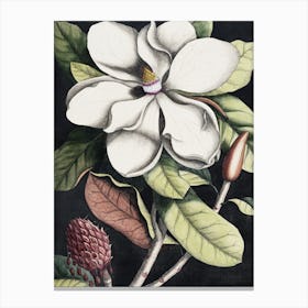 Vintage Catesby 1 Magnolia Altissima Canvas Print