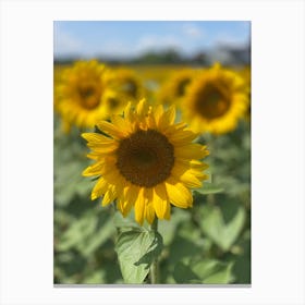 Sunflowers Canvas Print