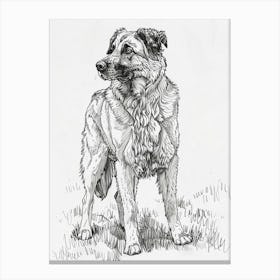 Anatolian Shepherd Dog Line Sketch 2 Canvas Print