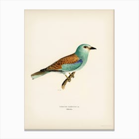 European Roller, The Von Wright Brothers 1 Canvas Print