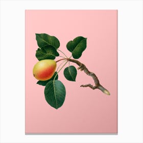 Vintage Pear Botanical on Soft Pink 3 Canvas Print