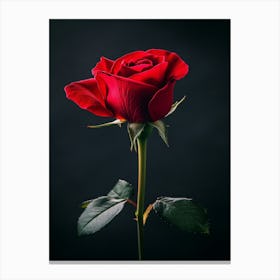 Single Red Rose On Black Background 12 Canvas Print