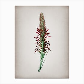 Vintage Pitcairnia Latifolia Botanical on Parchment Canvas Print
