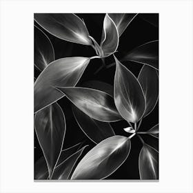 Black And White Leaves 4 Canvas Print