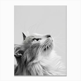 Black And White Cat Canvas Print