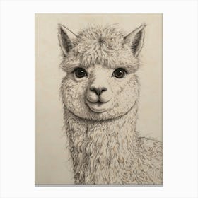 Alpaca Canvas Print