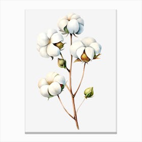 Cotton Flower 8 Canvas Print