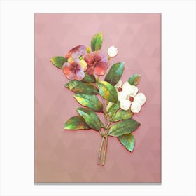 Vintage Periwinkle Botanical Art on Crystal Rose n.0646 Canvas Print