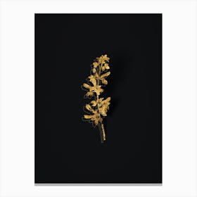 Vintage Common Cytisus Botanical in Gold on Black n.0532 Canvas Print