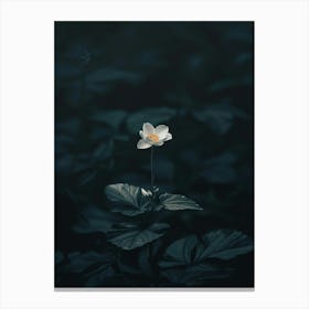 White Flower In The Dark 22 Canvas Print