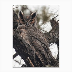 Rustic Great Horned Owl Canvas Print