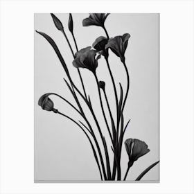 Lisianthus B&W Pencil 3 Flower Canvas Print