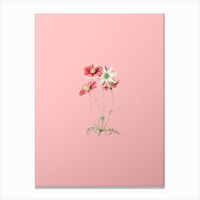 Vintage Fine Leaf Cosmus Flower Botanical on Soft Pink n.0751 Canvas Print