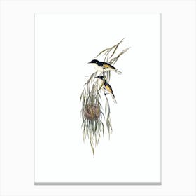 Vintage Painted Honeyeater Bird Illustration on Pure White n.0105 Canvas Print
