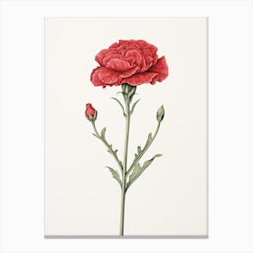 Carnations Flower Vintage Botanical 1 Canvas Print
