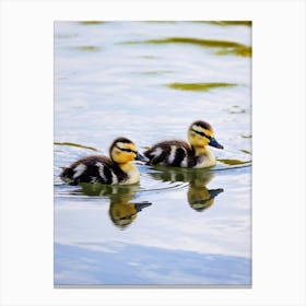 Ducklings In Water Canvas Print