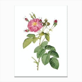 Vintage Harsh Downy Rose Botanical Illustration on Pure White n.0835 Canvas Print