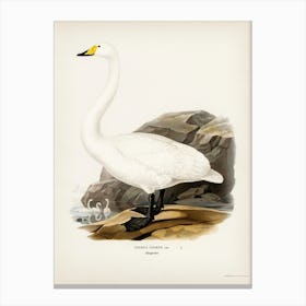 Whooper Swan (Cygnus Cygnus), The Von Wright Brothers Canvas Print