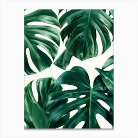 Monstera Leaves 3 Canvas Print