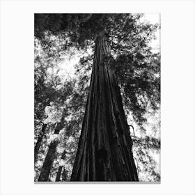 Redwood Forest Xvi Canvas Print