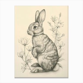 Polish Rex Rabbit Drawing 1 Canvas Print