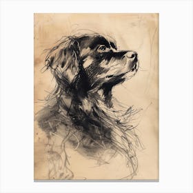 Newfoundland Dog Charcoal Line 2 Canvas Print