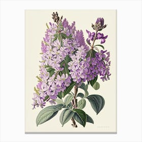 Lilac Floral 3 Botanical Vintage Poster Flower Canvas Print