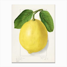 Lemon 1 Canvas Print