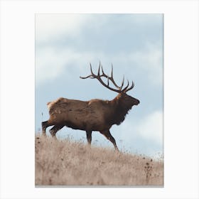 High Prairie Elk Canvas Print