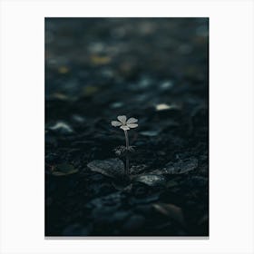 Flower In The Dark 102 Canvas Print