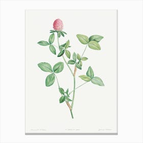 Clover Flower, Pierre Joseph Redoute Canvas Print