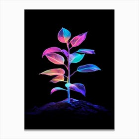 Plant On Black Background Canvas Print