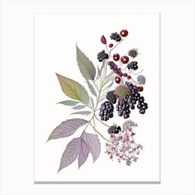 Elderberry Spices And Herbs Pencil Illustration 4 Canvas Print