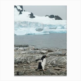 Penguin on the move in Antarctica Canvas Print